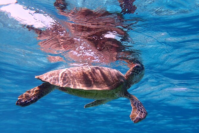 [Okinawa Miyako] Swim in the Shining Sea! Sea Turtle Snorkeling - Location Details