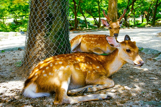 Osaka & Nara in 1-Day by Private Van With Local Japanese Guide - Recap