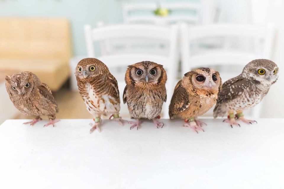 Owl Cafe Tokyo Akiba Fukurou - Location and Directions