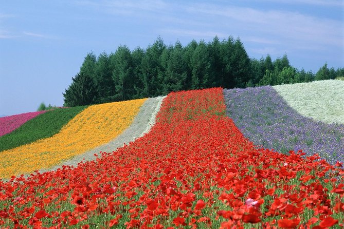 Private Car Tour of Furano and Biei in Hokkaido With Local Guide - Frequently Asked Questions