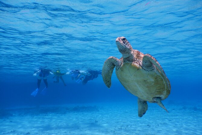 Sea Turtle Snorkel at Kerama Islands and Zamami Island - Cancellation Policy and Reservation Option