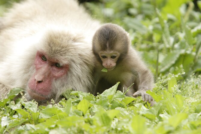 Snow Monkey Park & Miso Production Day Tour From Nagano - Frequently Asked Questions