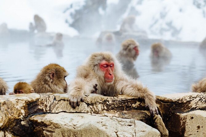 1-Day Snow Monkeys, Zenko-ji Temple & Sake in Nagano - Directions and Recommendations