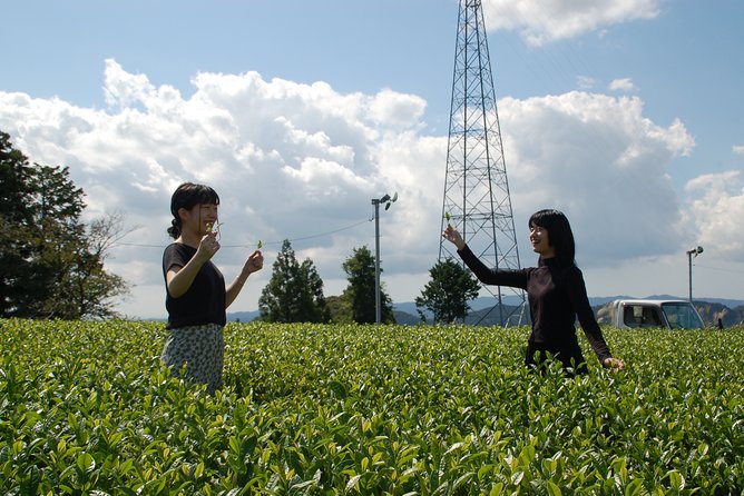 Experience Tea Picking With a Tea Farmer, and Tempura Lunch With Picked Tea Leaves - Pricing and Reviews