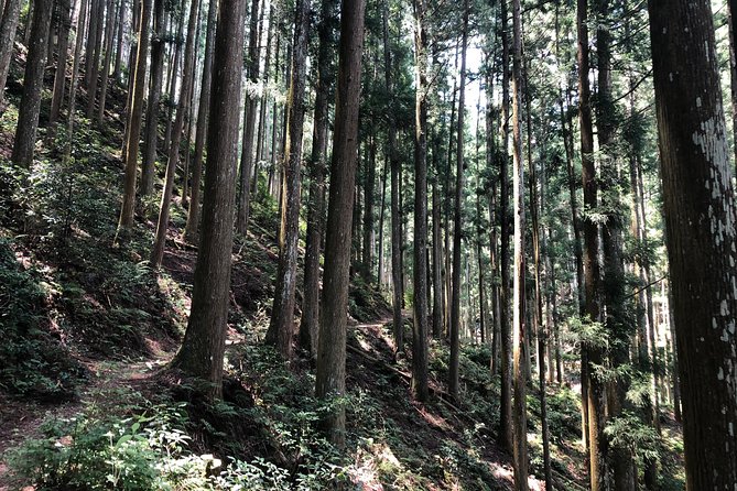 Historic and Natural Guided Hike in Yoshino - Recap