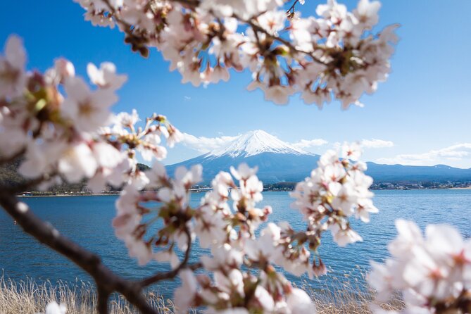 Mt. Fuji Cherry Blossom One Day Tour From Tokyo - Recap