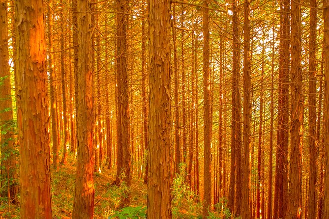 Mt.TAKAO Trekking 1 Day Tour - Packing Essentials