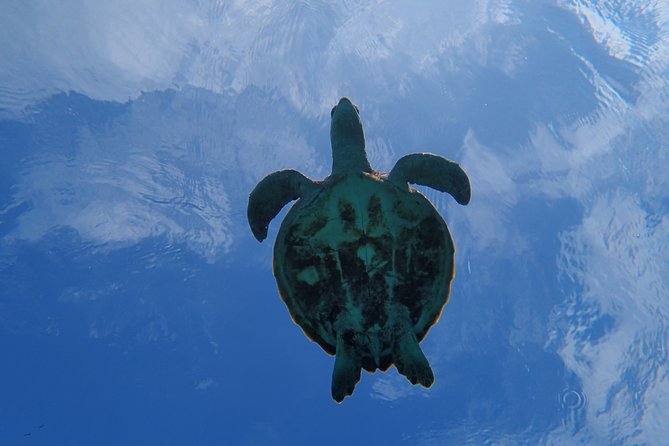 [Okinawa Miyako] Swim in the Shining Sea! Sea Turtle Snorkeling - Booking & Cancellation Policy