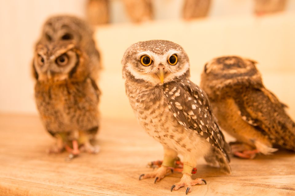 Owl Cafe Tokyo Akiba Fukurou - Safety Guidelines