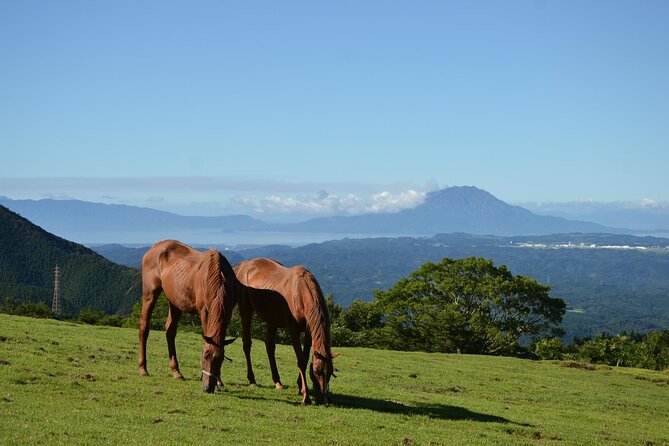 Pasture Hike With Horse Whisperer at Horse Trust in Kagoshima - Recap