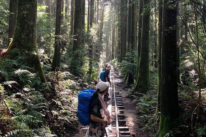 [Private Guide & Plan With Bento] Lets Walk in the Forest of Thousands of Years of Age! Jomon Cedar Day Trip Trekking [Special Lunch With Yakushima Ingredients! ] - Recap