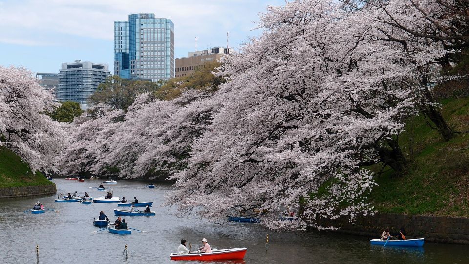 Sakura in Tokyo: Cherry Blossom Experience - Frequently Asked Questions