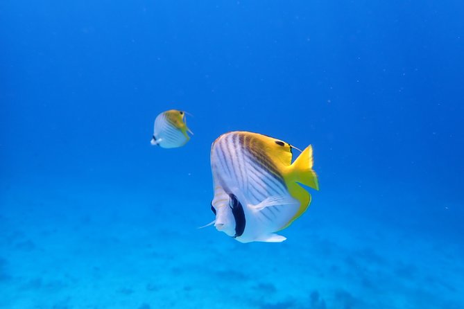 Sea Turtle Snorkel at Kerama Islands and Zamami Island - Directions for Pickup and Meeting Point