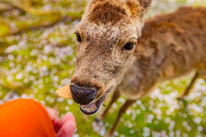 1 Day Walking Tour in Nara Palace Deer and Inkstick - Frequently Asked Questions