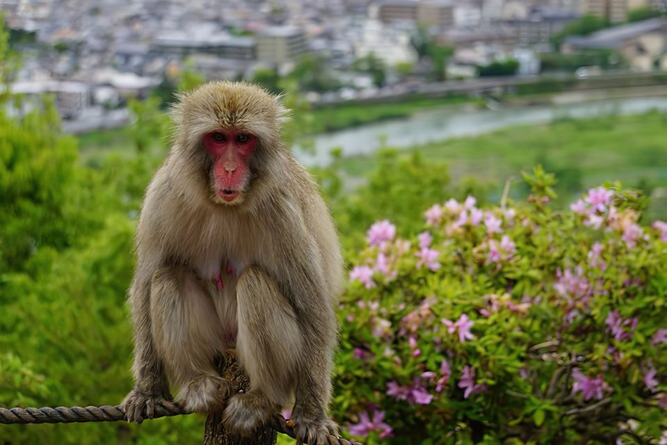 Arashiyama Kyoto: Bamboo Forest, Monkey Park & Secrets - Frequently Asked Questions