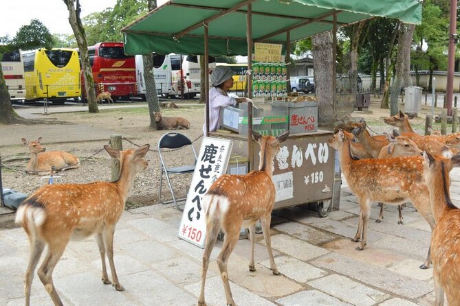 Arashiyama & Yasaka Shrine & Nara & Todaiji Day Trip From Osaka - Tips for an Enjoyable Experience