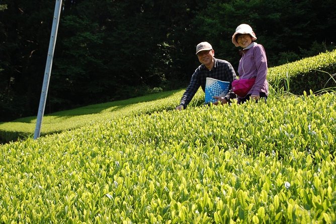 Experience Tea Picking With a Tea Farmer, and Tempura Lunch With Picked Tea Leaves - Frequently Asked Questions