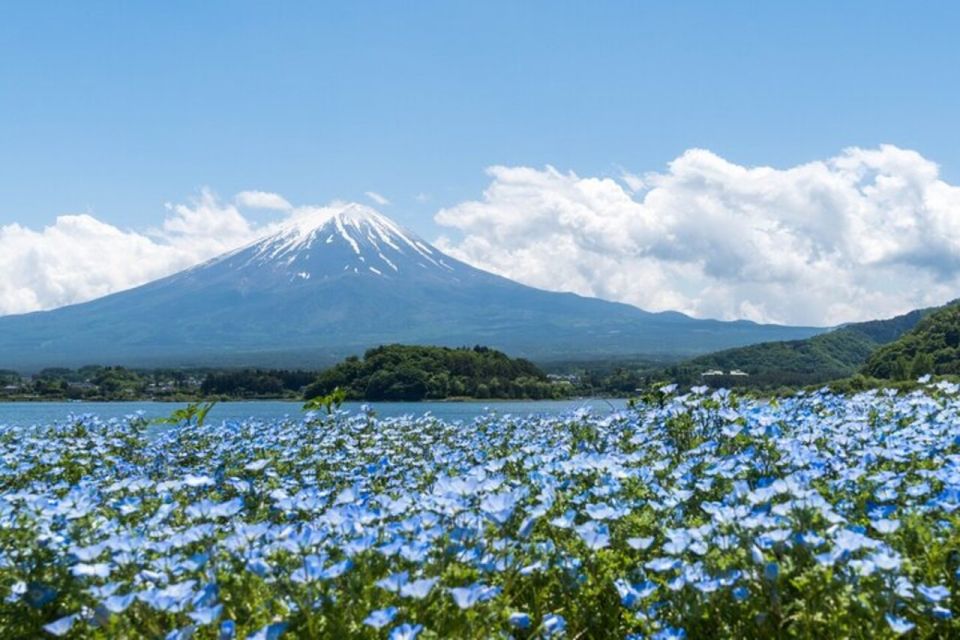 From Tokyo: Guided Aokigahara Forest and Mt.Fuji Day Tour - Conclusion