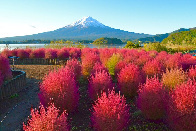 Full Day Tour to Mount Fuji - Traveler Experiences