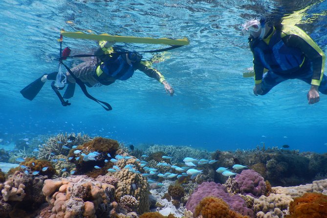 Half-Day Kayak Tour on the Kerama Islands and Zamami Island - Customer Reviews