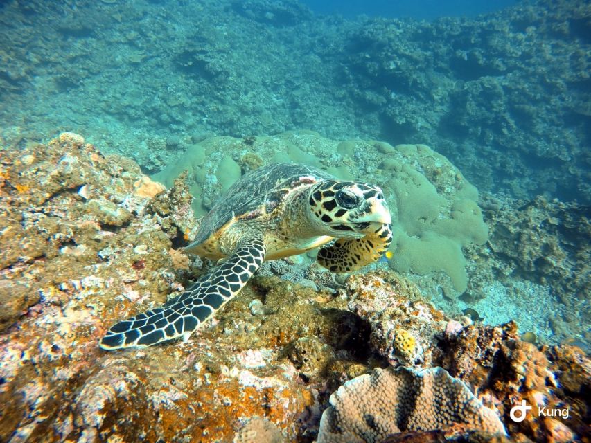 Naha, Okinawa: Kerama Islands Full-Day Intro-Diving Trip - Conclusion