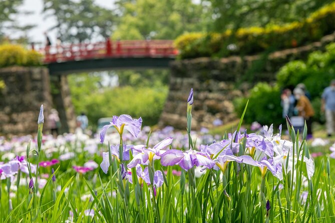 Odawara Castle and Town Guided Discovery Tour - Google Maps