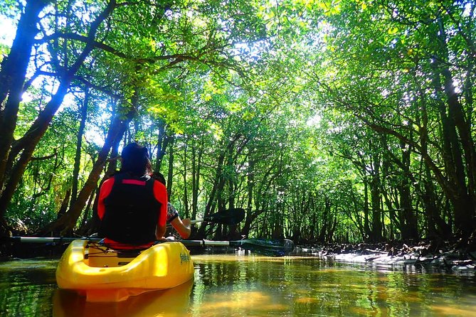 [Okinawa Iriomote] Sup/Canoe Tour in a World Heritage - Directions for Kayaking in Iriomote Rain