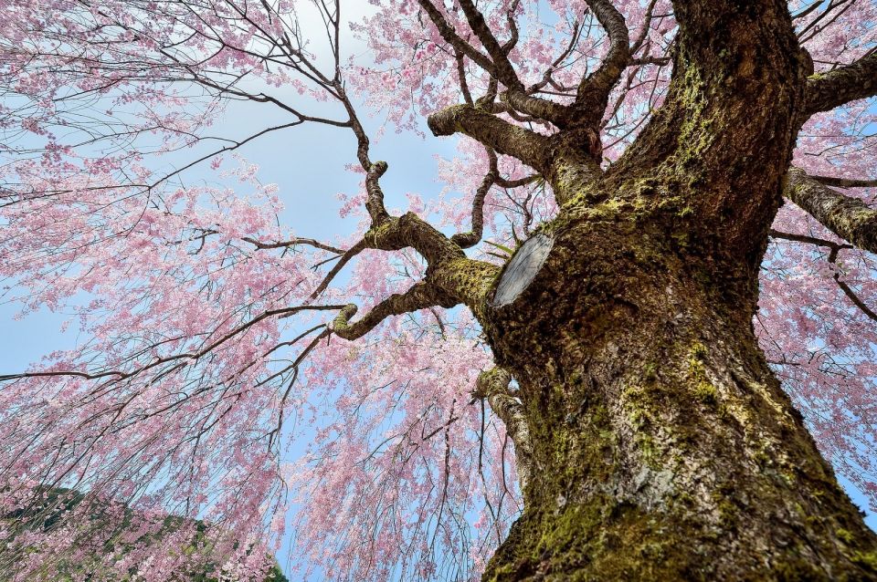 Sakura in Tokyo: Cherry Blossom Experience - The Sum Up