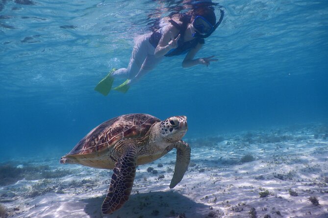 Sea Turtle Snorkel at Kerama Islands and Zamami Island - Frequently Asked Questions