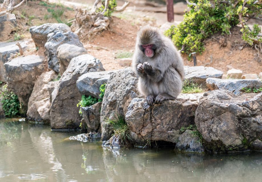 Arashiyama Kyoto: Bamboo Forest, Monkey Park & Secrets - Conclusion