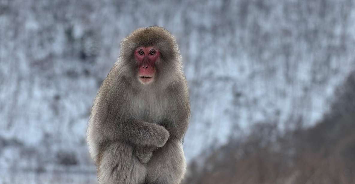 A Memorabele Snow Monkey Park and Zenkoji Temple Tour - Good To Know