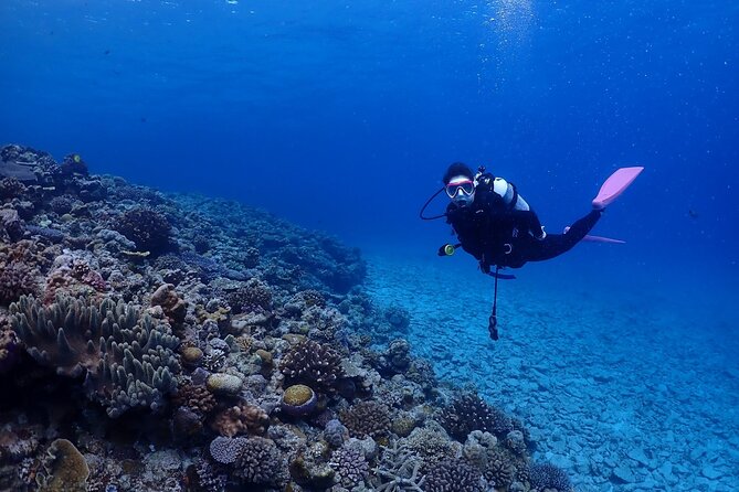 Boat Fundive 2Dives at Minna Isl or Sesoko , Okinawa - Key Points