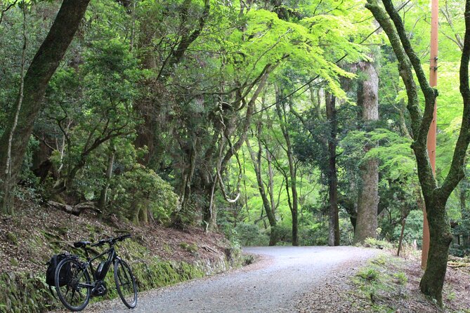 E-Bike Eco Chic Tour Explore 1100 Year Old Primeval Forest - Key Points