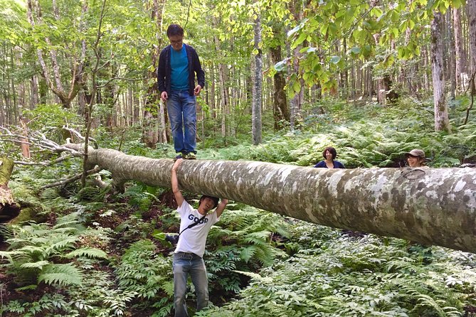 Forest Healing Around the Giant Beech and Katsura Trees - Key Points