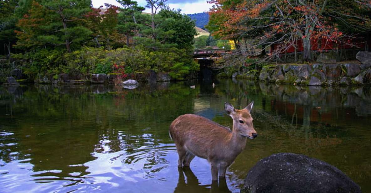 From Osaka: 10-hour Private Custom Tour to Nara - Good To Know