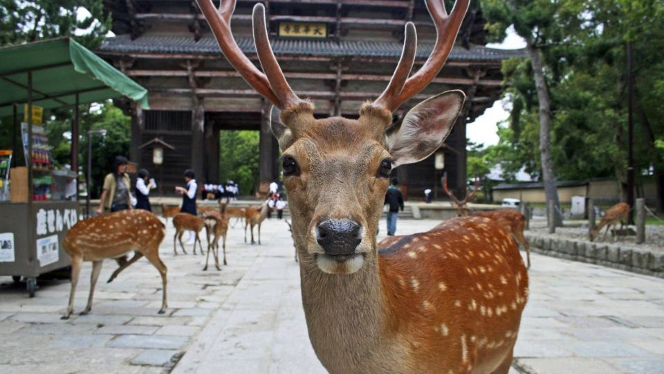 From Osaka: Fushimi Inari Shrine, Kyoto, and Nara Day Trip - Key Takeaways