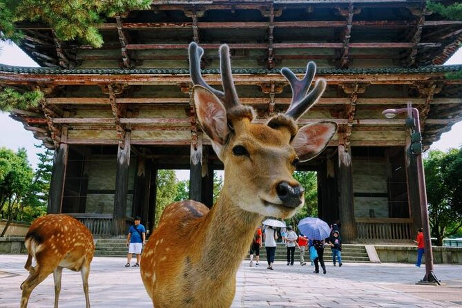 From Osaka to Kyoto and Nara Day Tour With Cute Deer Sightings - Key Points