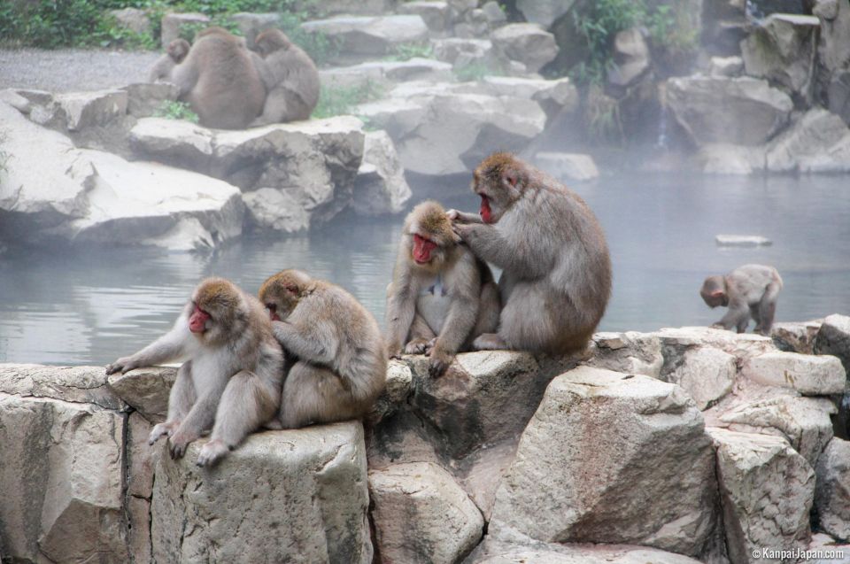 From Tokyo or Nagano: Jigokudani Snow Monkey Park & Zenko-Ji - Good To Know