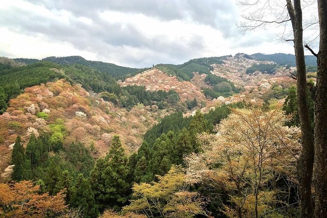 Full-Day Private Guided Tour in a Japanese Mountain: Yoshino, Nara - Key Points