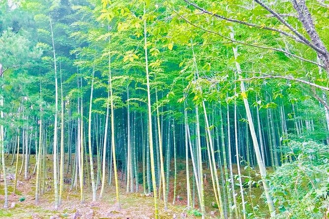 Half-Day Private Guided Tour in Kyoto, Arashiyama - Key Points