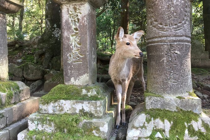 Half-Day Private Guided Tour to Nara City - Key Points