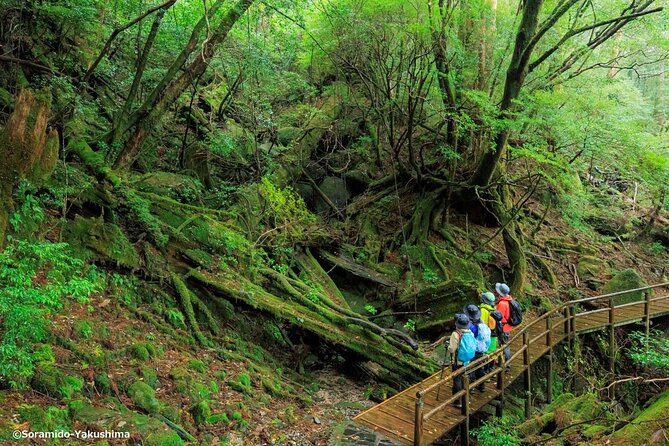 Half Day Walking Tour in Yakusugi Land - Key Points