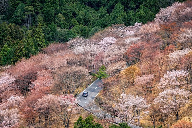 Historic and Natural Guided Hike in Yoshino - Key Points