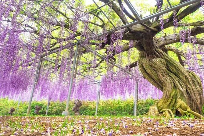 Hitachi National Seaside Park`s Flowers & Ashikaga Flower Park - Key Points