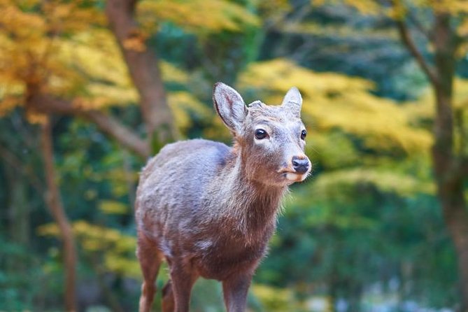 Japan Autumn & Winter Illuminations Discovery Tour (12 Days) - Key Points