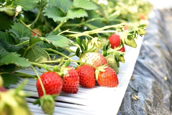 Kanko Strawberry Yamashiroen in Yamanashi - Key Points