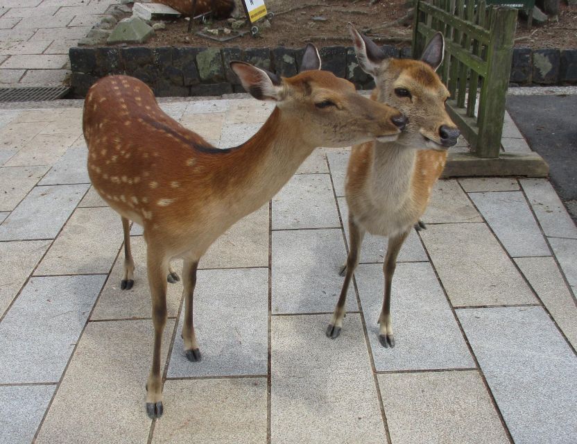 Kyoto-Nara: Giant Buddha, Deer, Pagoda, Geisha (Italian) | Tokyo Ezine