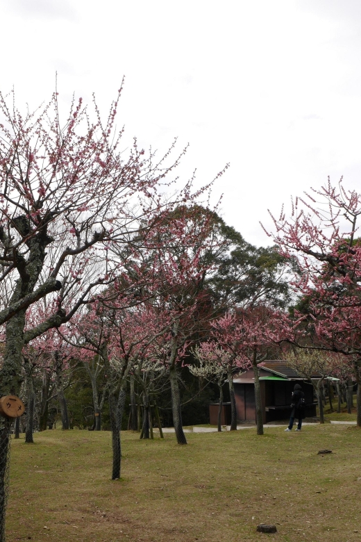 Kyoto: Nara, Todaiji, Kasuga Taisha Shrine Private Full Day - Key Takeaways