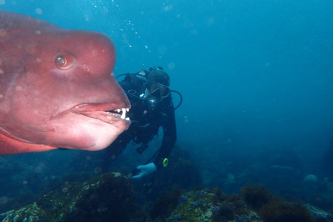 Lets Enjoy Scuba Diving in Izu Oceanic Park Izu Peninsula for Certificate Diver - Key Points