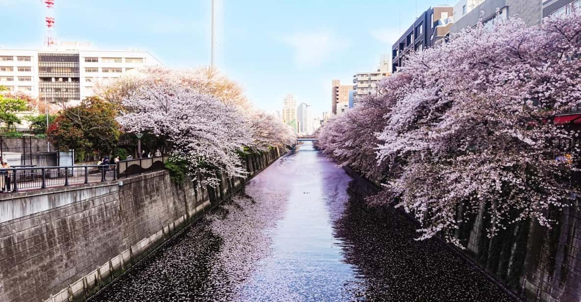 Licensed Guide Tokyo Meguro Cherry Blossom Walking Tour - Key Points